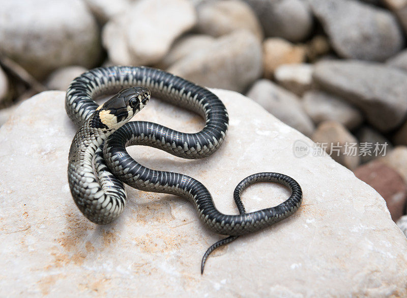 一个年轻的Ringelnatter, Ring Snake (Natrix Natrix)在岩石上休息